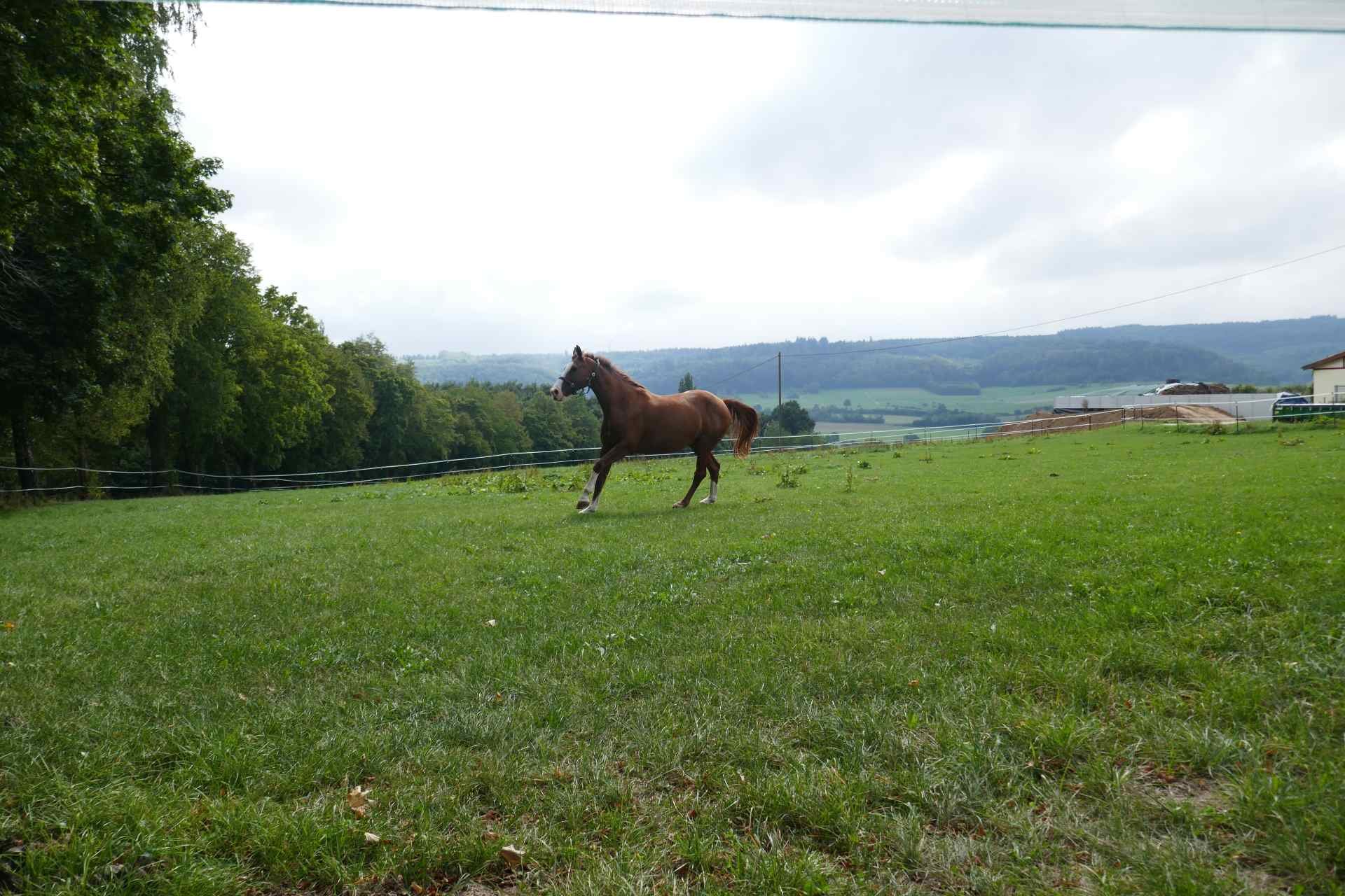 09 September - übers Pfaffenloh nach Westerhofen
